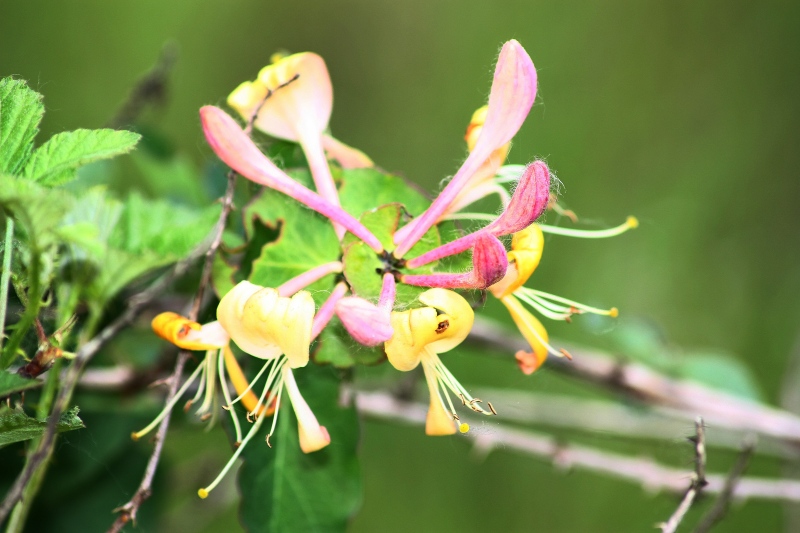 Fiore rampicante: Lonicera caprifolium